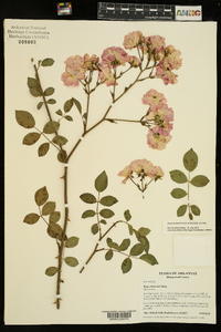 Rosa lucieae image