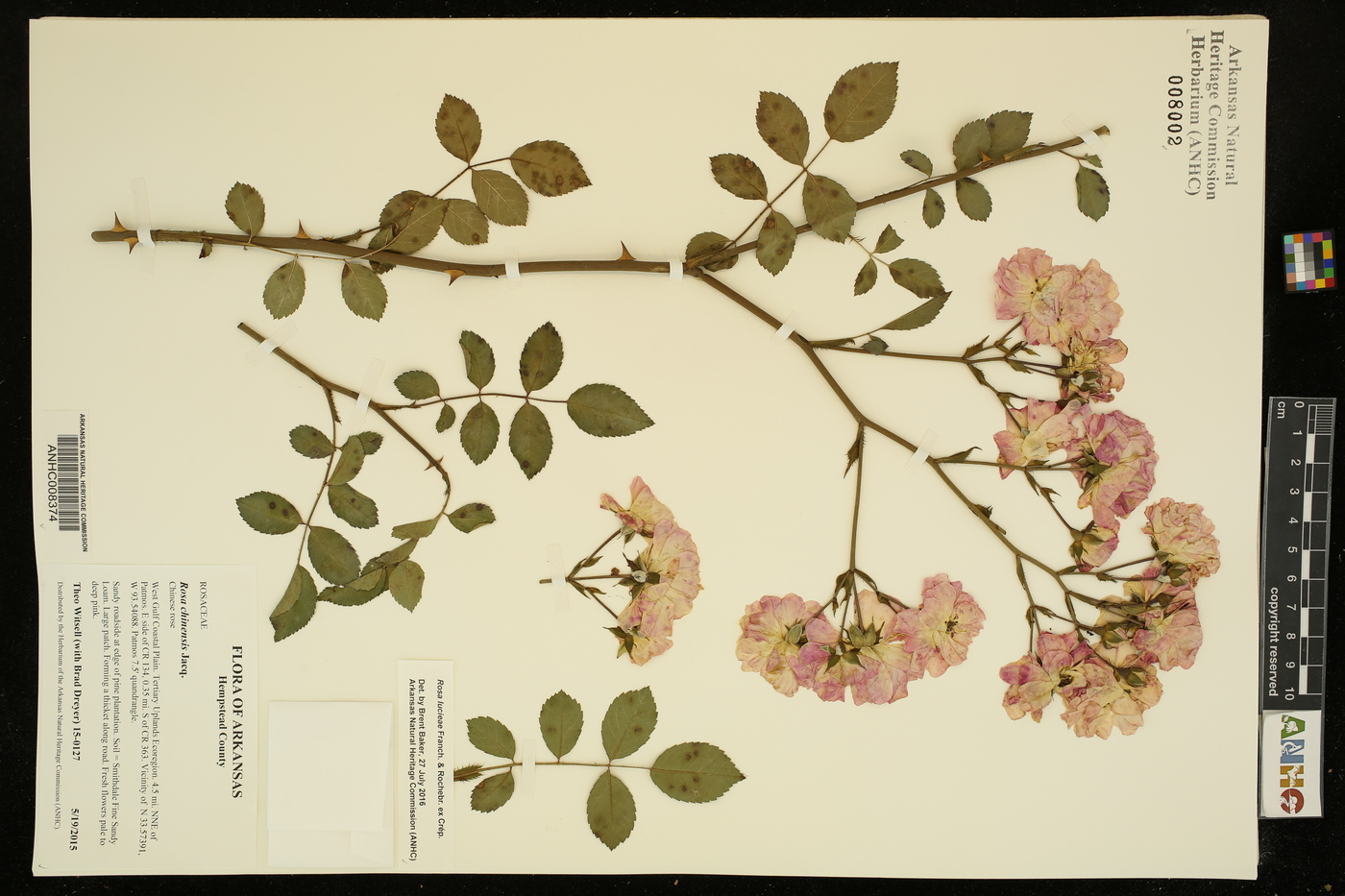 Rosa lucieae image