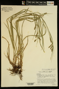 Carex davisii image