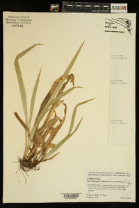 Carex laxiculmis var. laxiculmis image