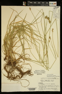 Carex bicknellii image