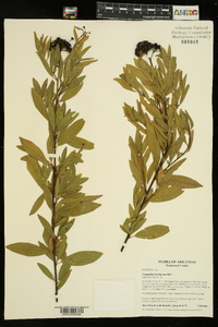 Ceanothus herbaceus image