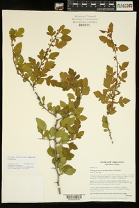 Crataegus brachyacantha image