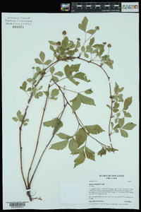 Rubus enslenii image