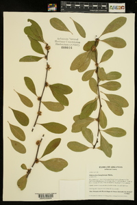 Sideroxylon lanuginosum image