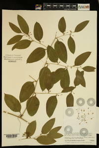 Smilax smallii image