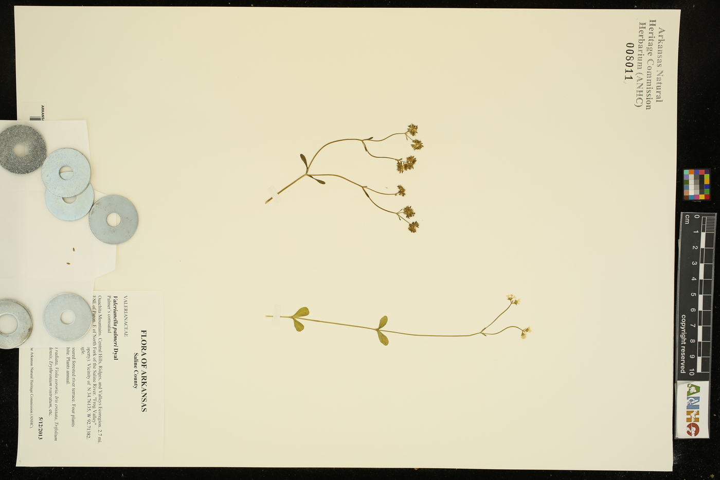 Valerianella palmeri image