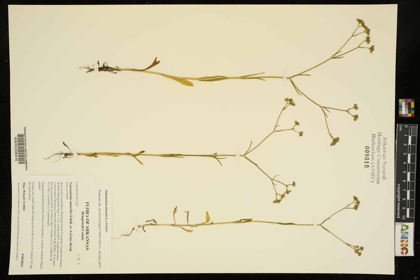 Valerianella dentata image