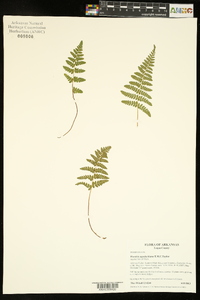 Woodsia appalachiana image