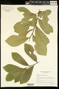 Asimina parviflora image