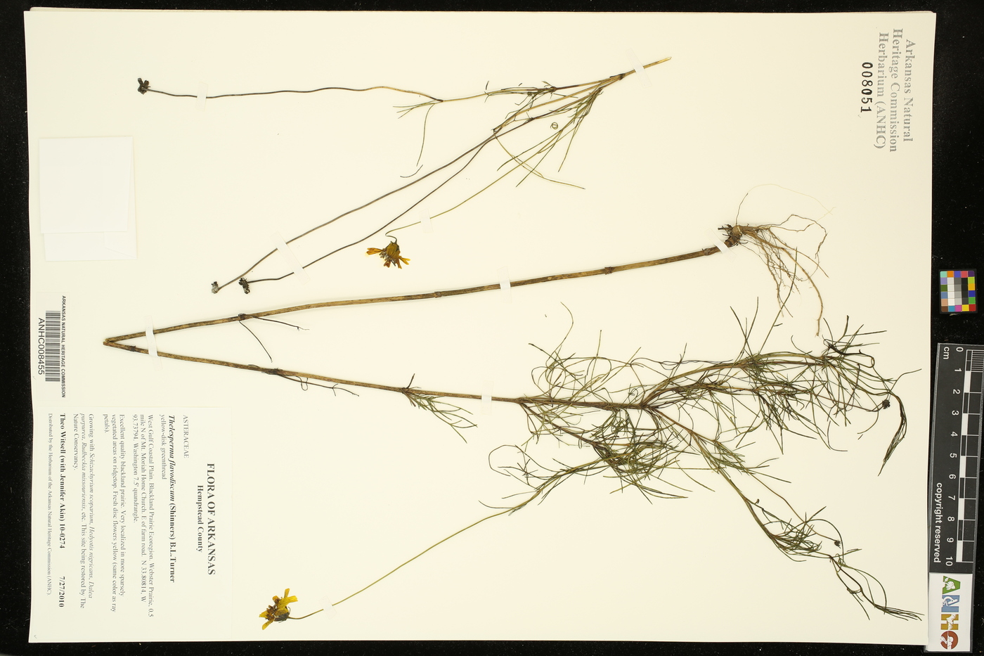 Thelesperma flavodiscum image