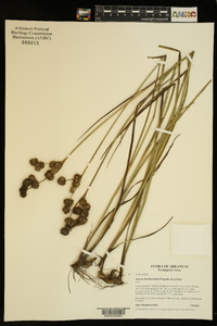 Juncus brachycarpus image