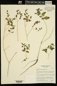 Mentzelia oligosperma image