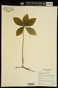 Isotria verticillata image