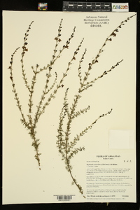 Seymeria cassioides image