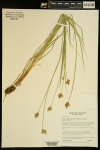 Carex scoparia var. scoparia image