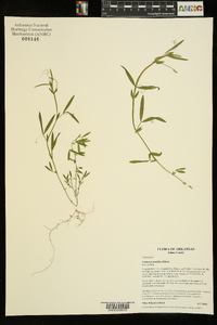 Lathyrus pusillus image