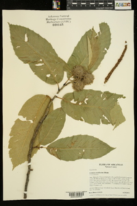 Castanea mollissima image