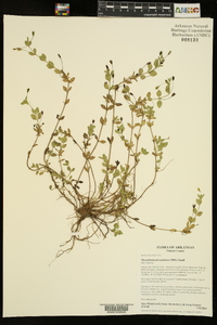 Mecardonia procumbens image