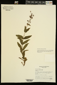 Penstemon arkansanus image