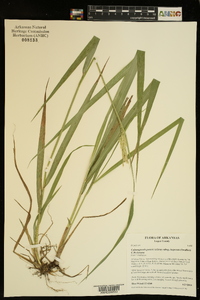 Calamagrostis porteri subsp. insperata image