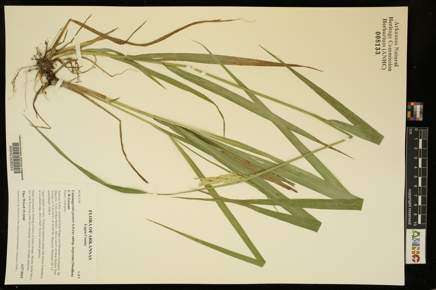 Calamagrostis porteri subsp. insperata image