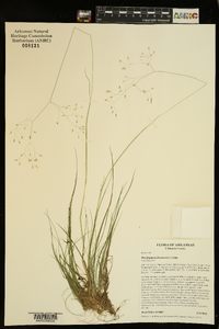 Deschampsia flexuosa image