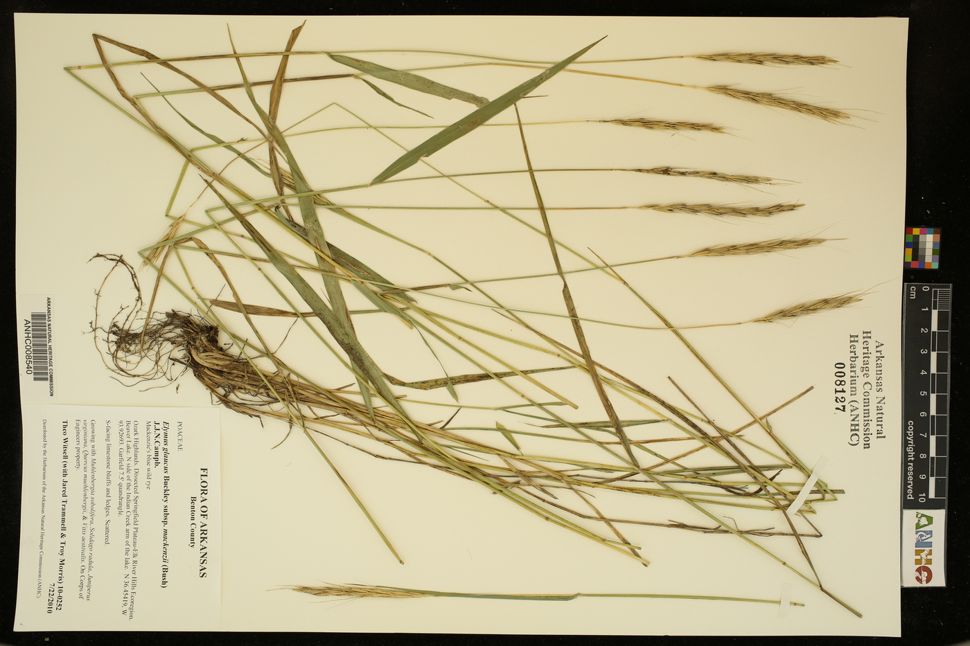 Elymus glaucus subsp. mackenzii image