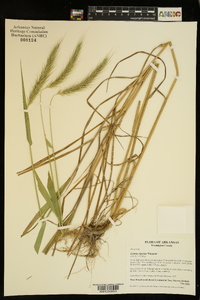 Elymus riparius image