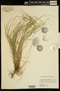 Carex socialis image