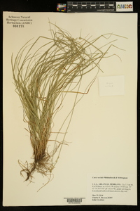 Carex socialis image