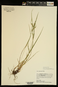 Carex planispicata image