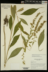 Solidago arguta var. boottii image