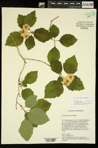 Crataegus triflora image