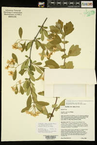 Crataegus x canescens image