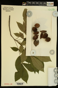 Carya pallida image