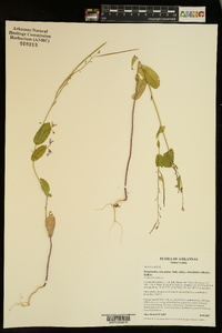Streptanthus maculatus subsp. obtusifolius image