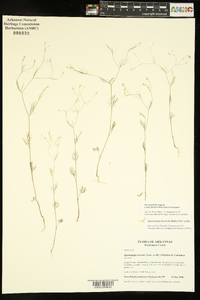 Spermolepis divaricata image
