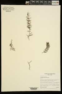 Ceratophyllum demersum image