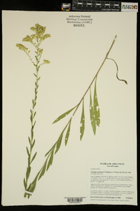 Solidago gattingeri image