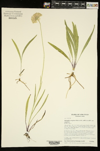 Marshallia caespitosa var. caespitosa image