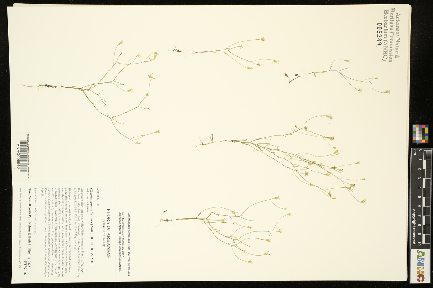 Chaetopappa asteroides image