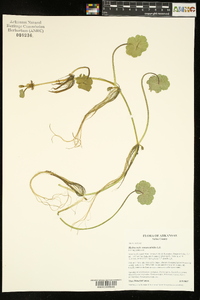 Hydrocotyle ranunculoides image