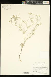Spermolepis echinata image