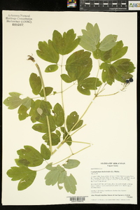 Caulophyllum thalictroides image