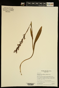 Platanthera lacera image