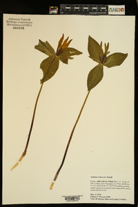 Trillium viridescens image