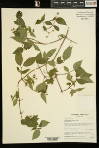 Philadelphus hirsutus image