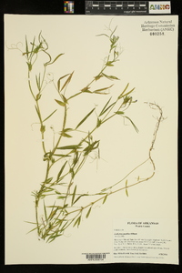 Lathyrus pusillus image