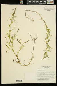 Lathyrus pusillus image